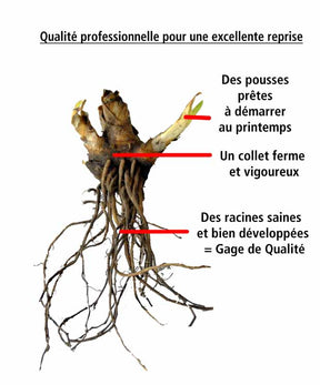 10 Lis perpétuels en mélange