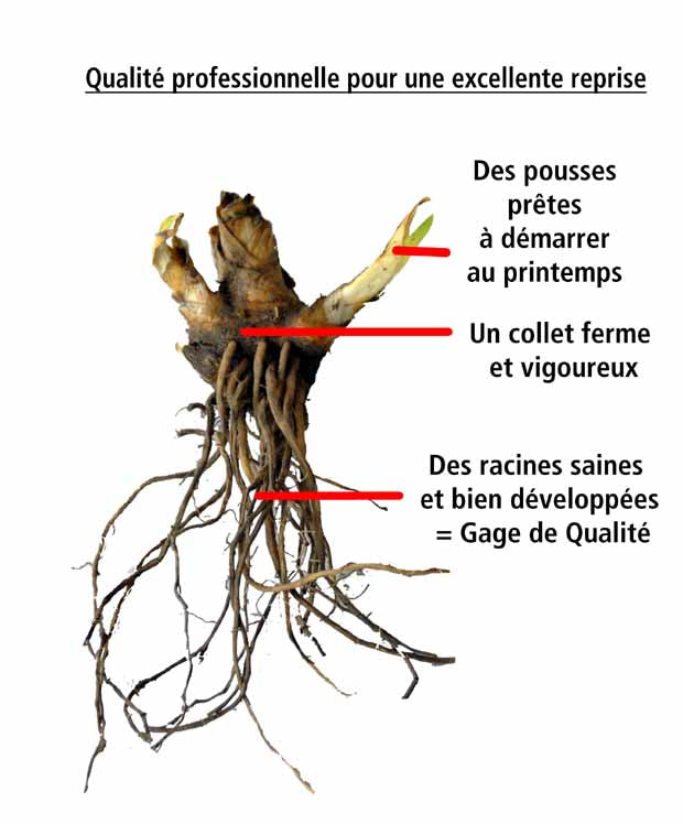 10 Lis perpétuels en mélange